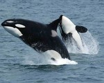 Hóa chất độc hại khiến loài cá voi sát thủ có nguy cơ bị tuyệt chủng