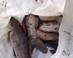 Cá chết trên hồ Linh Đàm đã được thu gom để mang đi xử lý
