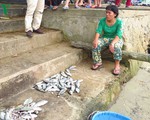 TT-Huế: Cá lồng bè chết hàng loạt do ngọt hóa vùng đầm phá