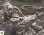 Cảnh báo tình trạng cá sấu xuất hiện trên sông Ông Đốc, Cà Mau