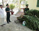Bình Thuận: Phát hiện, tiêu hủy cây cần sa trồng trái phép