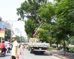 Dịch chuyển hàng cây xanh phố Kim Mã để xây đường sắt Nhổn – ga Hà Nội