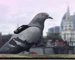 Chim bồ câu giám sát ô nhiễm không khí ở London