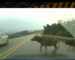 Trâu bò thong dong dạo trên… đường cao tốc