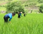 Thanh Hóa: Huyện nghèo không còn phải xin gạo cứu đói