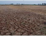 Hạn hán ở Ninh Thuận: Đất 'nứt toác', nước cạn kiệt
