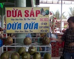 Trà Vinh: Dừa sáp 200.000 đồng/quả vẫn không đủ bán