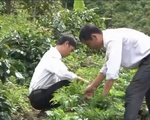 Kon Tum: Hộ dân tộc thiểu số trồng cây dược liệu xóa đói giảm nghèo