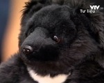 Giảm đáng kể số lượng gấu nuôi nhốt lấy mật tại Việt Nam