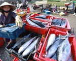 Phó Thủ tướng chỉ đạo giải quyết hải sản tồn kho cho 4 tỉnh miền Trung
