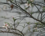 Hoa ban - Sắc trắng tinh khôi nơi núi rừng Tây Bắc