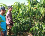 Người dân Quảng Trị chủ động tái canh cây cà phê