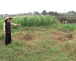 Vụ nghĩa trang bãi Xém: UBND Quận Long Biên khẳng định là đúng về mặt pháp lý