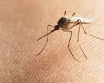 Bộ Y tế khuyến cáo về bệnh do vi rút ZIKA lây truyền qua muỗi Aedes