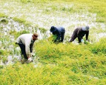 Miễn giảm thuế đất nông nghiệp giúp nông dân yên tâm sản xuất