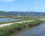 Phú Yên: Muôn kiểu kéo điện về hồ nuôi tôm gây mất an toàn