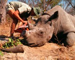 LHQ phát động chiến dịch chống buôn bán động vật hoang dã