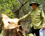 Phát hiện vụ phá rừng thông ở Đăk Nông