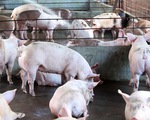 Việt Nam chưa được cấp phép xuất khẩu lợn sang Trung Quốc