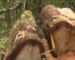 Quảng Nam kiên quyết xử lý nghiêm vụ phá rừng pơ mu
