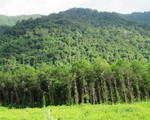 Gia Lai: Chuyển vụ hơn 2.000 ha đất rừng bị lấn chiếm sang cơ quan điều tra