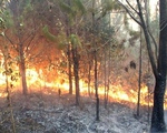 Báo động cháy rừng khẩn cấp dọc các tỉnh miền Trung