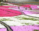 Tuyệt đẹp thảm hoa hồng rêu tại công viên Hitsujiyama, Nhật Bản