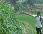 Dùng thuốc trừ sâu bằng thảo mộc hướng đi mới của nông dân Nghệ An