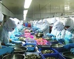 Thủy sản Việt Nam có nguy cơ không vào được EU