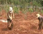 Nông dân phá cây cà phê, trồng chanh dây tại Gia Lai