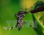 Muỗi thường cũng có thể truyền virus Zika
