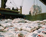 Xuất khẩu gạo ở mức thấp nhất trong 8 năm qua
