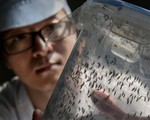 Cảnh báo nguy cơ virus Zika lan rộng tại châu Á - Thái Bình Dương