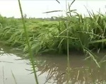 20.000 ha lúa ngã đổ do mưa trái mùa ở Hậu Giang