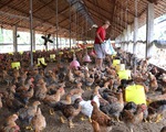 Năm 2017, Việt Nam sẽ xuất khẩu thịt gà sang Nhật Bản, EU
