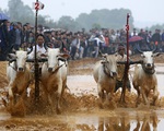 Hôm nay (19/9) diễn ra lễ hội đua bò Bảy Núi, An Giang