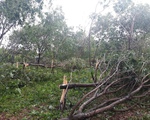 16.000 ha cao su tại Quảng Bình bị thiệt hại do bão số 10
