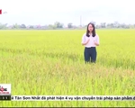 Câu chuyện theo đuổi gạo sạch của một doanh nghiệp tại Nam Định