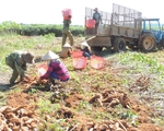 Nông dân Kon Tum nhận 'trái đắng' từ trồng sắn năng suất cao