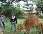Quảng Bình: Hỗ trợ 1.000 con bò giống cho hộ nghèo vùng thiên tai