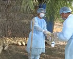 Phát hiện ổ dịch cúm A/H5N1 trên đàn gia cầm tại Bạc Liêu