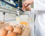 EU sẽ xem xét vụ bê bối trứng gà 'bẩn' vào đầu tháng 9