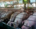 Đề án truy xuất nguồn gốc thịt lợn khó triển khai