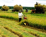 Chưa đến 1 số hộ nông thôn tham gia bảo hiểm nông nghiệp