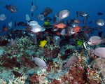 Mexico xây dựng khu bảo tồn sinh vật biển lớn nhất Bắc Mỹ