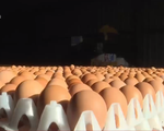 Bê bối trứng 'bẩn' biến thành khủng hoảng giữa các nước