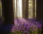 Rực rỡ sắc hoa Chuông xanh ở những khu rừng nước Bỉ