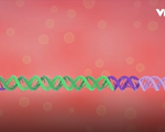 Thử nghiệm chỉnh sửa gen nhằm thay đổi ADN con người