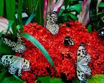 Độc đáo vườn bươm bướm trên đảo Hoa Lan ở Nha Trang