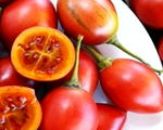 Cà chua thân gỗ giá 1 triệu đồng/kg hút người mua